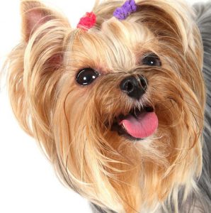 Обаятельный и жизнерадостный питомец Йоркширский терьер: характеристика породы и сколько живут?