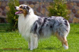 аусси на траве