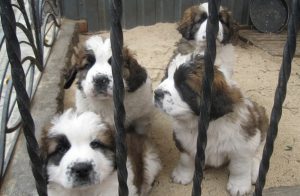 щенки московской сторожевой