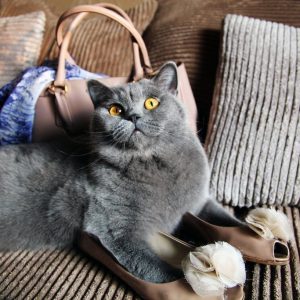 Как не стать обманутым поупателем котенка в чем разница и чем отличаются Британская кошка от Шотландской?