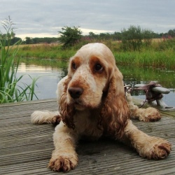 описание породы