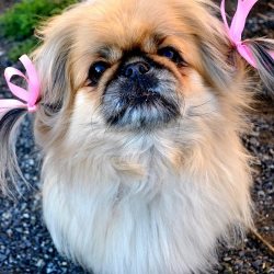 пекинес содержание