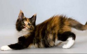 Загадочные домашние рыси мейн кун: особенности породы, характер кошек, советы по уходу