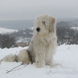 juzhnorusskaja_ovcharka