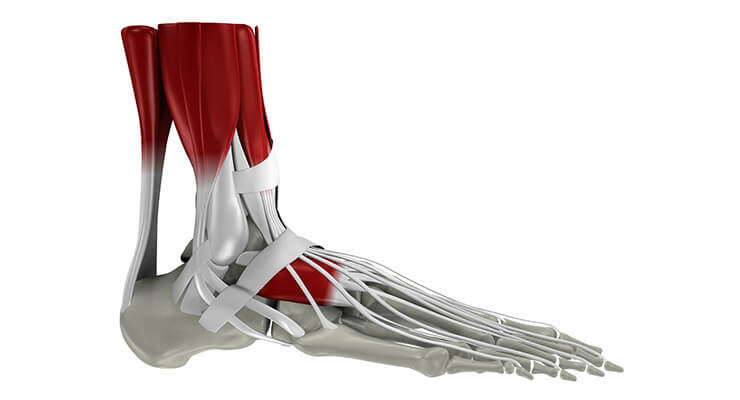 Мышцы Мышцы