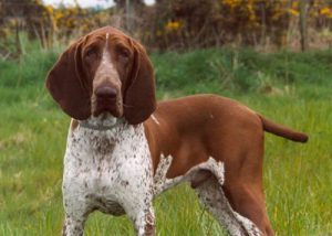 Древнейшая порода собак итальянский бракк: как найти к ней подход