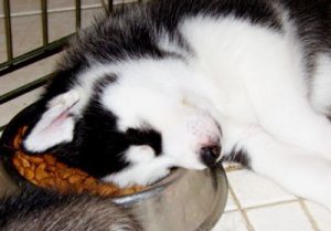 Особенности питания хаски: рекомендации по составлению рациона в домашних условиях