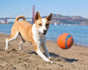 Африканская собака басенджи, которая не лает: особенности характера питомца