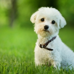 Мальтийская болонка