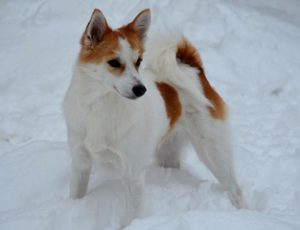 Существование мини лайки как породы: правда или ложь