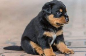Собака ротвейлер: как содержать питомца крупного размера