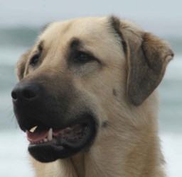 История происхождения породы