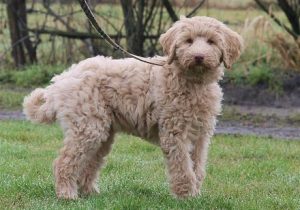 Гипоаллергенный лабрадудль: питомец с нелиняющей шерстью