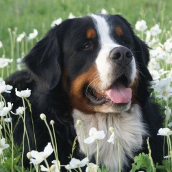 альпийская овчарка