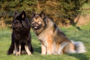 Собака немецкой породы евразиер: отличная нянька и настоящий друг