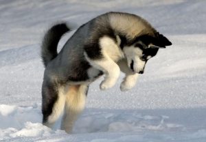 Пушистый великан: маламут аляскинский, описание породы