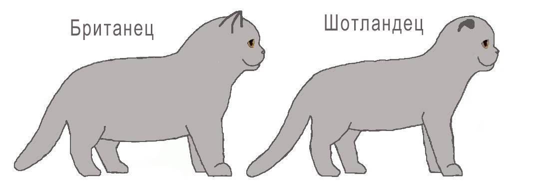 Как не стать обманутым поупателем котенка в чем разница и чем отличаются Британская кошка от Шотландской?