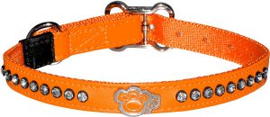 Важные правила выбора ошейника и намордника для Таксы: отзывы и цена