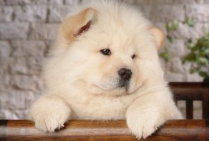 Особенности рациона щенка лайки: рекомендации составления меню