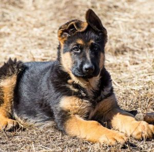 Главные правила для увеличения продолжительность жизни Немецкой овчарки: сколько лет живут собаки?