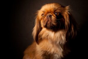 красивый пекинес