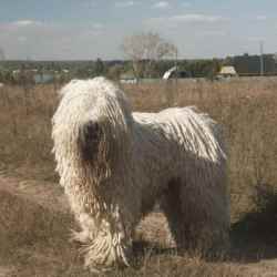 Происхождение породы командор