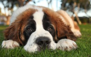 сенбернар лежит