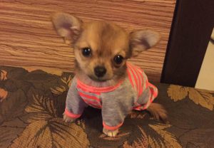 Характеристика чихуахуа, стоимость, уход за миниатюрным питомцем