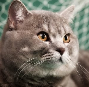 Милый и очень любопытный домашний питомец Шотландская прямоухая кошка (Скоттиш Страйт): окрасы породы