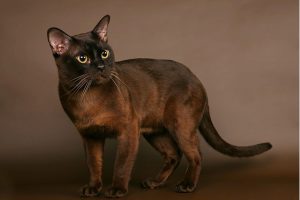 Порода йоркская шоколадная: происхождение, характер