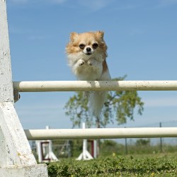 дрессировка чихуахуа