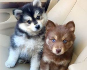 Метис хаски и шпица помски: особенности удивительной породы