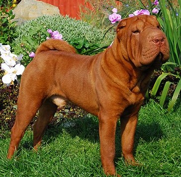 Шарпей: красота домашнего любимца не зависит от цвета шерсти