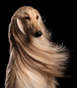 красивая морда афганской овчарки