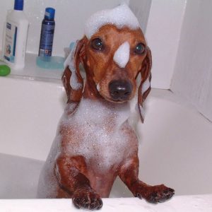 Эффективные методы лечения черного акантоза у Таксы: симптомы и диагностика