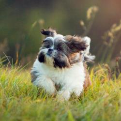 Содержание и уход Ши-тсу