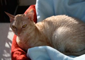 Кучерявые кошки немецкий рекс: как найти с ними общий язык