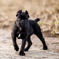 кане корсо описание породы