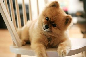 Карликовый померанский шпиц медвежьего типа: особенности ухода за декоративным питомцем