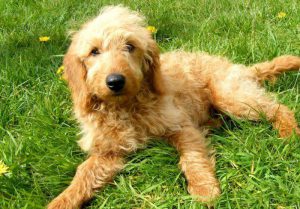 Гипоаллергенный лабрадудль: питомец с нелиняющей шерстью