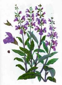 Эффективное лечение эректильной дисфункции народными средствами