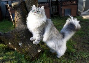 Коты породы невская маскарадная: отличительные черты характера