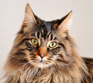 Необходимость стрижки мейн куна: аргументы за и против. Особенности ухода за шерстью