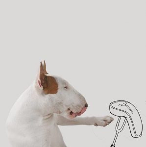 Своенравный и независимый пес Бультерьер: история породы и характер