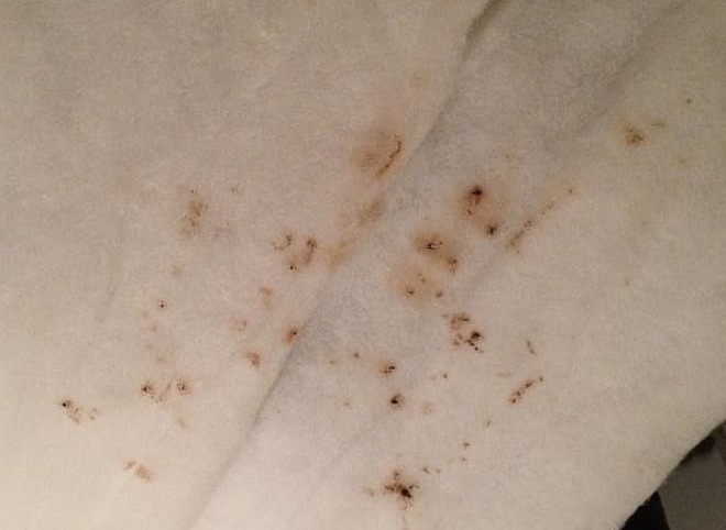 пятна от клопов