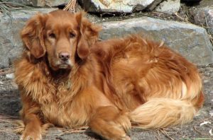 Золотистый ретривер и лабрадор ретривер: в чем разница между двумя породами