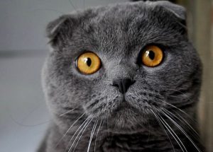 Характер британской вислоухой кошки, уход за ней, цена на плюшевых питомцев