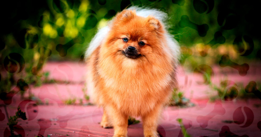 Первые симптомы наступления течки у Шпицев: периодичность и меры помощи