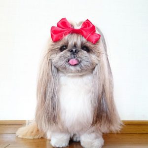 Список лучших и индивидуальных кличек для Пекинесов мальчиков и девочек