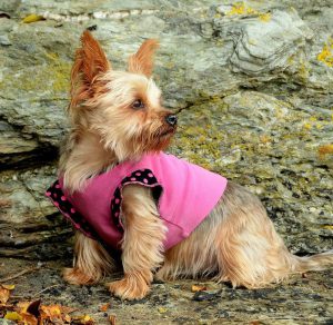 Обзор лучших и оригинальных причесок для Йорков: советы по стрижке и фото